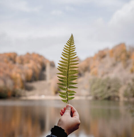 cropped leaf 1.jpg