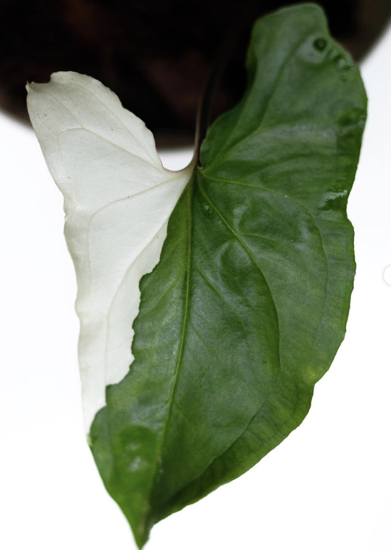 Photograph of a variegated leaf of syngonium albo