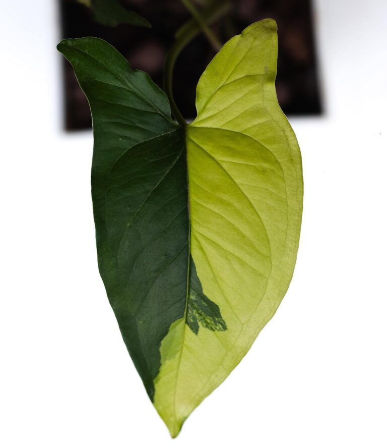 Photograph of Syngonium Aurea