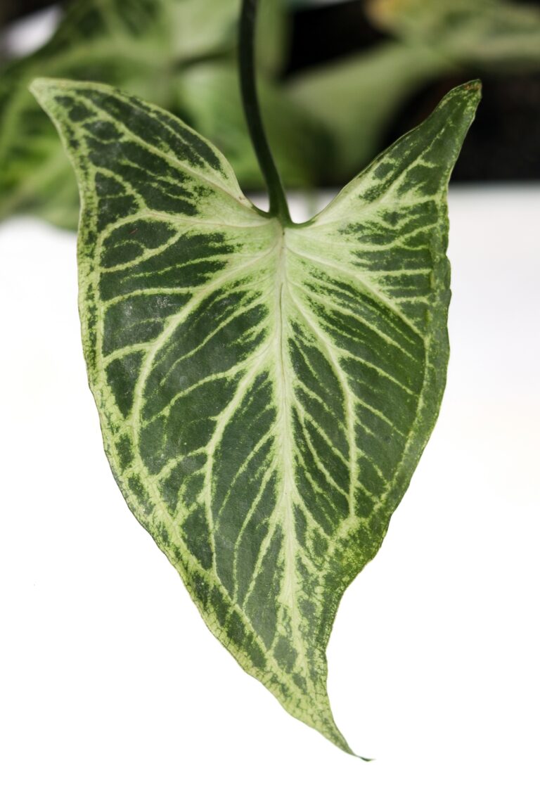 photograph of a leaf of Syngonium Batik