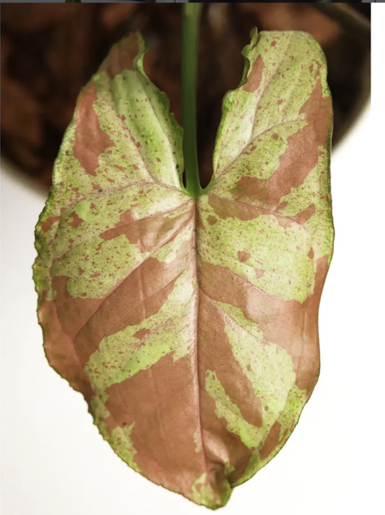 Photograph of Syngonium Confetii