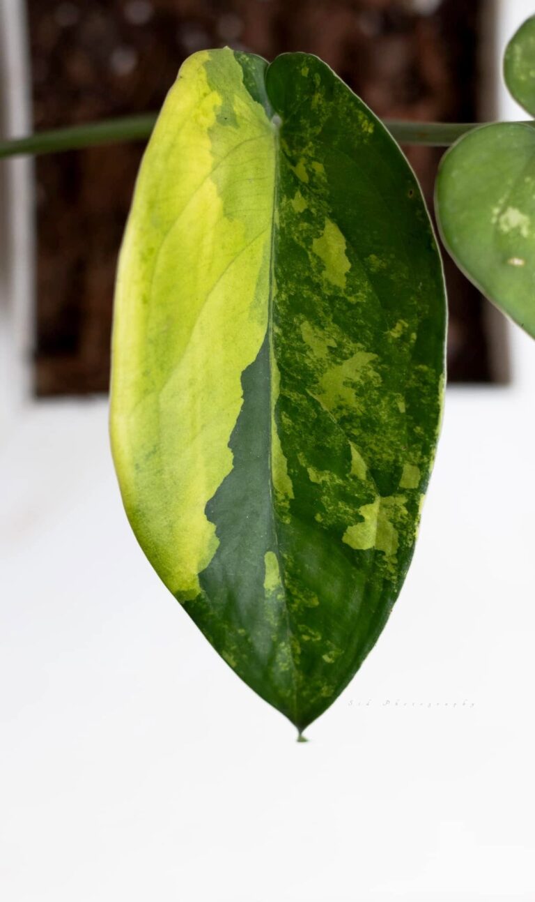 Variegated Leaf Of Syngonium Chiapense